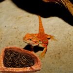 Reptile Water Dish Food Bowl Bearded Dragon Bowls, 2 Pack Reptile Food Bowl for Hermit Crab Bearded Dragon Lizard Gecko Frog Tortoise - Image 7