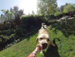 GoPro Fetch Dog Harness - Official GoPro Mount - Image 7