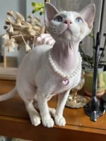 Pearl Cat Collar Dog Collar Rhinestone Necklaces for Small Dogs Collar Accessories Pet Collar (Medium, Pink) - Image 3