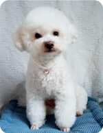 Pearl Cat Collar Dog Collar Rhinestone Necklaces for Small Dogs Collar Accessories Pet Collar (Medium, Pink) - Image 4