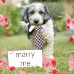 4 Pieces Cat Dog Tie with Collar Adjustable Puppy Pets Formal Necktie Collars Cat Dogs Bow Ties for Cat Small Dogs Grooming Costume Accessories - Image 6