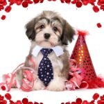 4 Pieces Cat Dog Tie with Collar Adjustable Puppy Pets Formal Necktie Collars Cat Dogs Bow Ties for Cat Small Dogs Grooming Costume Accessories - Image 7