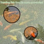 10 Pcs Aquarium Floating Plant Rings EVA Fish Feeding Ring Black Aquarium Feeding Ring for Intercepts Floating Plants and Feeding (Size 22cm/18cm/14.5cm/12cm/9 cm) - Image 4