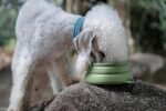 OHMO Spill Proof Collapsible Dog Water Bowl 24oz for Cars, No Splash Portable Bowls for Dog Travel, Pet Essentials for Road Trips, Cat Travel Accessories - Image 7