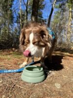 OHMO Spill Proof Collapsible Dog Water Bowl 24oz for Cars, No Splash Portable Bowls for Dog Travel, Pet Essentials for Road Trips, Cat Travel Accessories - Image 8
