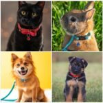 25 Pcs Colorful Pet Bells with Loud Crisp Sound, Cat Bells and Doag Collar Bells with Keyring, Anti-Lost Training Bells, Training Jingle Bell Collar Pendant, Charm Pet Pendant Accessories - Image 5