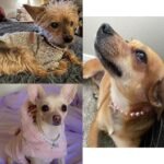 2 Pcs Dog Cat Pearl Collar Necklace with Rhinestone Bone, Fancy Cat Wedding Collar Jewelry for Girl Cat Puppy Dogs Accessories(Pink+White) - Image 8