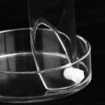 Acrylic Shrimp Feeder Tube, Ornamental Aquarium Feeding Tube Fish Food Container Set with Sucker Hook Fish Accessories(25cm) - Image 10