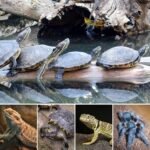 Extra Long Handle Aquarium Tweezers Serving Tongs Feed clamp,2 Pack Stainless Steel Straight and Curved Tweezers Set for Fish Tank Plants Reptile Feeding Tongs（15 Inchs） - Image 6