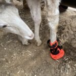 Goat Boot Protective Shoes for Sheep Goat Hoof Footsore Foot Rot Treatment - Image 6