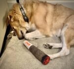 Doggy Doobie - Funny Dog Toys - Plush Squeaky Toys for Medium, Small and Large - Cool Stuffed Cute Gifts for Dog Birthday - Image 6