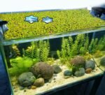 5pcs Aquarium Floating Plant Rings, Foam Floating Plant Corral Flower Shaped Betta Fish Feeding Rings Fish Tank Duckweed Food Ring for Intercepting Floating Plants (Black) - Image 8