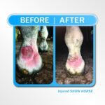 Champion Seal - Champion Shield Silver Liquid Bandage Combo Pack; Spray on Liquid Bandage; 4oz Spray Wound Care for Horses and Large Animals - Image 4