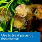 API GENERAL CURE Freshwater and Saltwater Fish Powder Medication 10-Count Box - Image 5