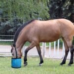 Horse Feed Bag Heavy Duty Textilene Mesh Feed Rite Bag with Adjustable Strap and Comfortable Neck Pad,Reinforced Bottom Stitching,Quick Clip Buckle and Spill-Proof Grain Feed Bag(Blue,L) - Image 10