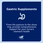 SmartPak SmartGut Pellets | Helps Prevent Stomach Upset Due to Stress | Helps Protect Stomach Lining | Includes Calcium, Magnesium, L Glutamine, and Glycine | 15 lb Bag - Image 6