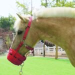 Harrison Howard Horse Grazing Muzzle Feed Bag Comfortable Breathable Horse Feeder with Adjustable Strap Red Medium - Image 8