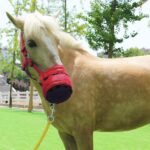 Harrison Howard Horse Grazing Muzzle Feed Bag Comfortable Breathable Horse Feeder with Adjustable Strap Red Medium - Image 9