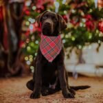 ADOGGYGO Christmas Dog Bandanas with Tassels Edges, Stylish Plaid Dog Christmas Scarf Bib, Multiple Sizes Offered, Plaid Bandanas for Medium Large Dogs (Christmas-1, Large) - Image 3