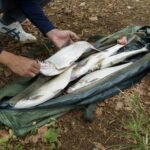 THKFISH Fishing Bags Fish Weigh Bags Folding Mesh Weigh Sling Fish bag for Caught Fish Weigh in Bag for Bass Fishing,Heavy Duty Fish Transport Bag - Image 8