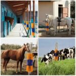 Livestock Scratch Brush, Multi-Purpose Livestock Grooming Brush with Screws, Relieve Itching on Back, for Cows, Horses, Sheep, and Pigs (Circular Arc, Blue & Yellow) - Image 8