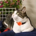 Yxiang Dog Collar Flowers Bulk Pet Flower Bow Ties Multi-Color Dog Charms Flower for Cat Puppy Dog Collar Grooming Accessories - Image 8