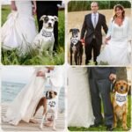 Engagement Gifts, My Humans are Getting Married Dog Bandanas, Wedding Dog Bandanas Outfit, Pet Scarf, Engagement Party Photo Decorations, Pet Accessories for Dog Lovers, Paws - Image 7