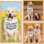 Engagement Gifts, My Humans are Getting Married Dog Bandanas, Wedding Dog Bandanas Outfit, Pet Scarf, Engagement Party Photo Decorations, Pet Accessories for Dog Lovers, Paws - Image 8