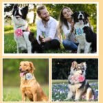Sweetude 100 Pcs Spring Dog Collar Flowers Charms Bulk Pet Flower Collar Bow Ties Holiday Dog Accessories Grooming Supplies Puppy Bows Slides Attachment for Small Medium Large Dogs Cat - Image 6