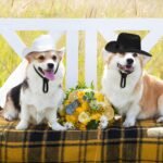 Geyoga 2 Pcs Pet Cowboy Hat Pet Bride and Groom Cowboy Costume with Veil Cat Hat Costumes Cosplay Accessories for Dogs Cat Pet Decoration Daily Wearing(Medium) - Image 5
