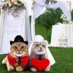 Geyoga 2 Pcs Pet Cowboy Hat Pet Bride and Groom Cowboy Costume with Veil Cat Hat Costumes Cosplay Accessories for Dogs Cat Pet Decoration Daily Wearing(Medium) - Image 8