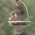 Mealworm and Blue Bird Feeder - Jacobi Jayne® Easy-Clean Hanging Treat Dish - Ideal for Bird Seed, Mealworms & Table Scraps - Hanging Bird Feeder for Wild Bird Food (Hanging Treat Dish) - Image 4