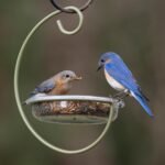 Mealworm and Blue Bird Feeder - Jacobi Jayne® Easy-Clean Hanging Treat Dish - Ideal for Bird Seed, Mealworms & Table Scraps - Hanging Bird Feeder for Wild Bird Food (Hanging Treat Dish) - Image 6