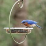Mealworm and Blue Bird Feeder - Jacobi Jayne® Easy-Clean Hanging Treat Dish - Ideal for Bird Seed, Mealworms & Table Scraps - Hanging Bird Feeder for Wild Bird Food (Hanging Treat Dish) - Image 8