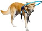 Blind Dog Halo Harness, Protective Halo Dog Collar for Blind Dogs, Confidence Building Harness Guiding Device, Blind Dog Accessories, Middle - Image 2