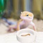 4 Pcs Reptile Bowl Food Dish Reptile Water Food Feeding Dish Ceramic Worm Pet Bowl Anti Escape for Lizard Anoles Bearded Dragon - Image 5