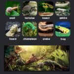 SARUFO Reptile Terrarium (9Pieces) 8 * 8 * 12 Amphibian Vertical Habitat Tank Starter Kit, Suitable for Small Reptiles such as Geckos, Snakes, Lizards, Chameleons, Serpents(8 * 8 * 12 inchs) - Image 6