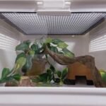 Reptile Decor Natural Forest Branch Terrarium Habitat Decoration Lizard Climbing Tree Branch for Bearded Dragon Gecko Snake Frog Chameleon Spider 3PCS - Image 9