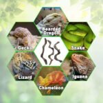 Reptile Decor Natural Forest Branch Terrarium Habitat Decoration Lizard Climbing Tree Branch for Bearded Dragon Gecko Snake Frog Chameleon Spider 3PCS - Image 10