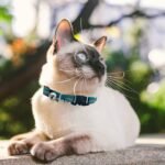 Pets First NFL CAT Collar Miami Dolphins Satin Cat Collar Football Team Collar For Dogs & Cats. A Shiny & Colorful Cat Collar With Ringing Bell Pendant - Image 5