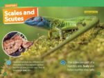 Reptiles (National Geographic Kids Readers, Level 1/Co-Reader) - Image 3