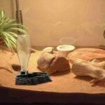 Automatic Reptile Water Dish 13.5Oz Reptile Water Bowl Bearded Dragon Leopard Gecko Snake Lizard Terrarium Tank Accessories… (Black) - Image 6