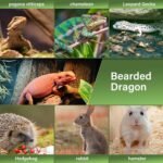 LIKZINWA Small Animal Sling Carrier,Bearded Dragon Carrier Lizard Carrier and Reptile Carrier with Adjustable Strap (Yellow-red) - Image 3