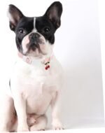 2pcs Pet Adjustable Choker Pet Neck Collar Pad Decoration Kitten Collars Aarel Collar Pendants for Cat Dog - Image 4