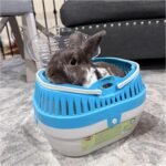 TRIXIE Pico Transport Crate, Small Pet Carrier, Portable Travel Carrier, for Small Pets, Hamsters, Guinea Pig, Lizards - Image 6