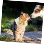 MERRYHAPY Pet Kitten Neck Collar Decorative Cat Dog Collar Lace Adorable Pet Accessory Adjustable Fashionable Yellow m - Image 10