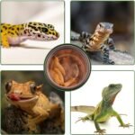 0.5oz Crested Gecko Food and Water Feeding Cups, Reptile Feeder Bowls, Plastic Replacement Food Dish for Lizard and Other Small Pet Ledge Accessories (100 pcs) - Image 4