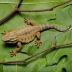 CollectA Bearded Dragon Lizard Toy Figure - Authentic Hand Painted Model , Tan , 1.6 inch - Image 3