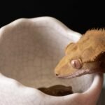 Galápagos (05457) Heavyweight Ceramic Egg Dish - Hygienic, Spill-Proof Bowl for Reptile & Terrarium Habitats, Perfect for Bearded Dragons, Geckos, Snakes, Hermit Crabs & More, Small (3in x 2.75in) - Image 3