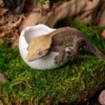 Galápagos (05457) Heavyweight Ceramic Egg Dish - Hygienic, Spill-Proof Bowl for Reptile & Terrarium Habitats, Perfect for Bearded Dragons, Geckos, Snakes, Hermit Crabs & More, Small (3in x 2.75in) - Image 4